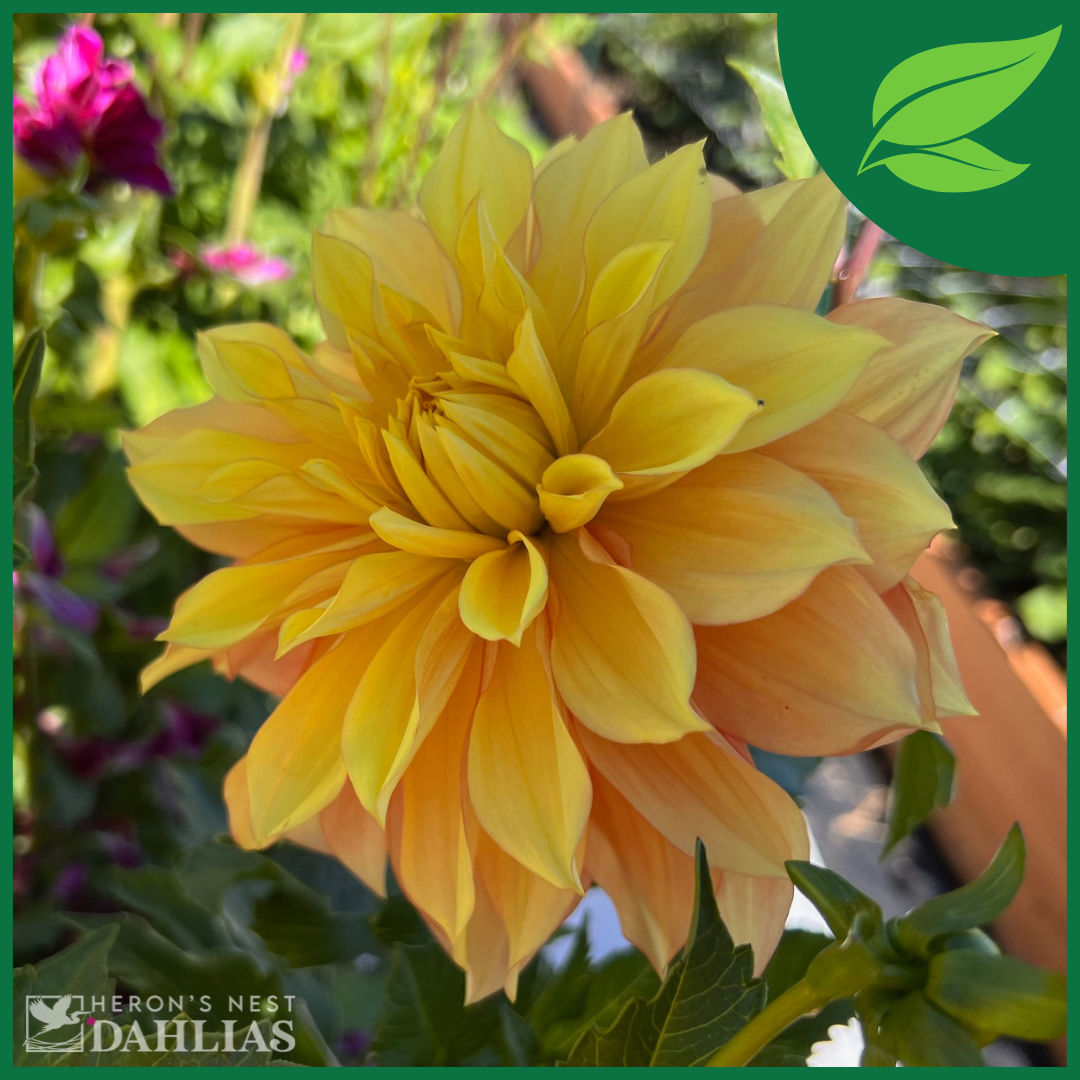 
                  
                    Honey Bun - Rooted Cutting
                  
                