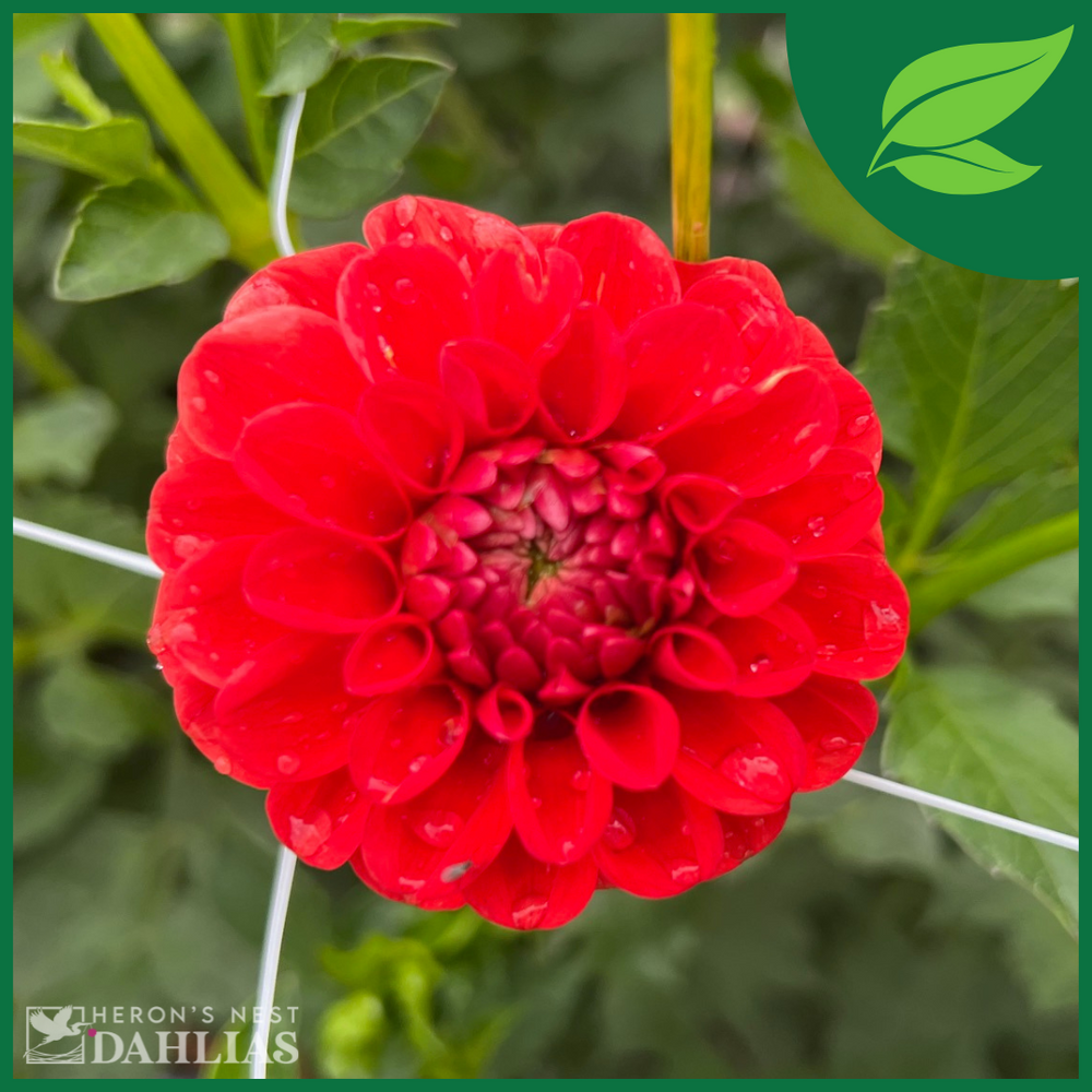 Lollipop Dahlia - Rooted Cutting