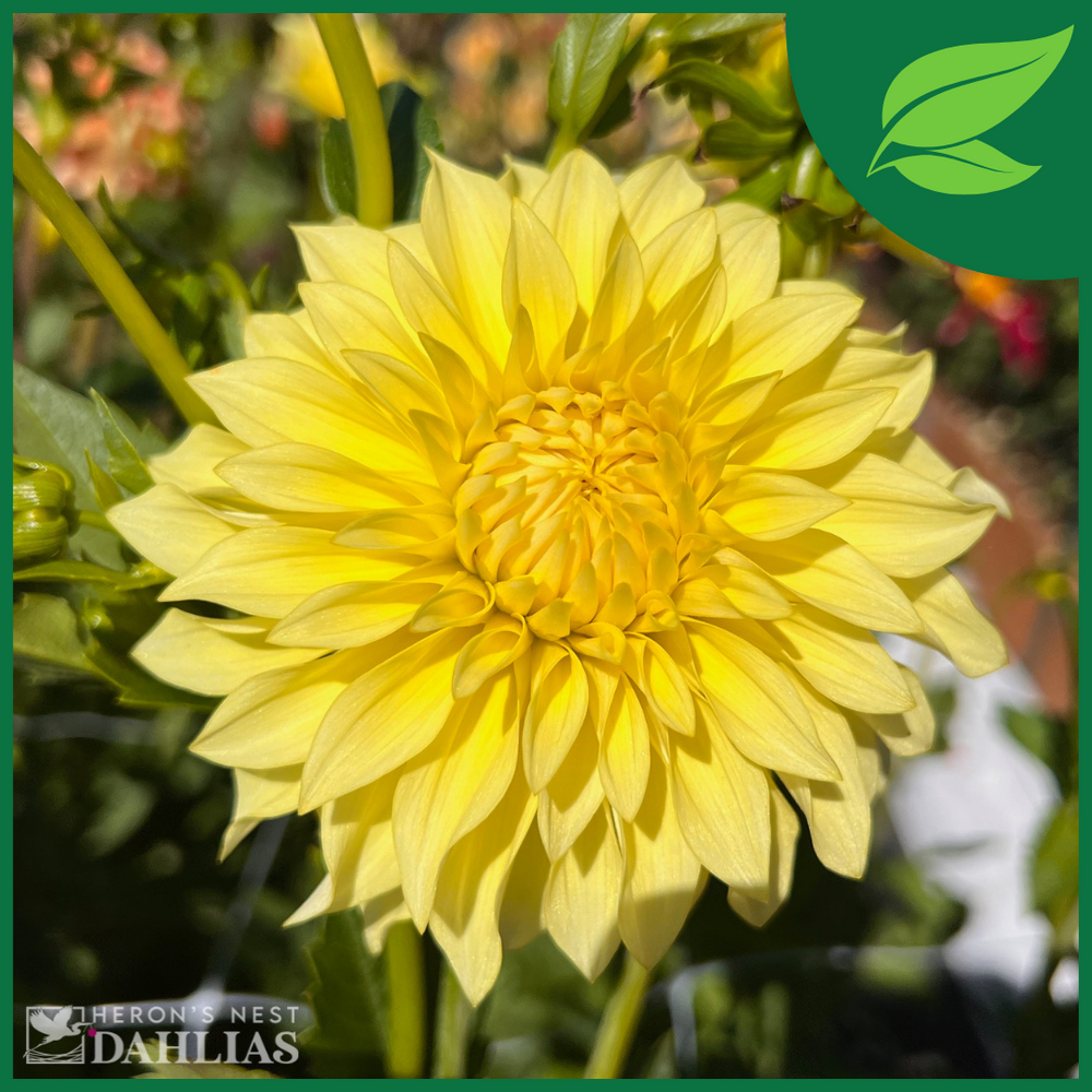 Lakeview Lemon Drop Dahlia - Rooted Cutting