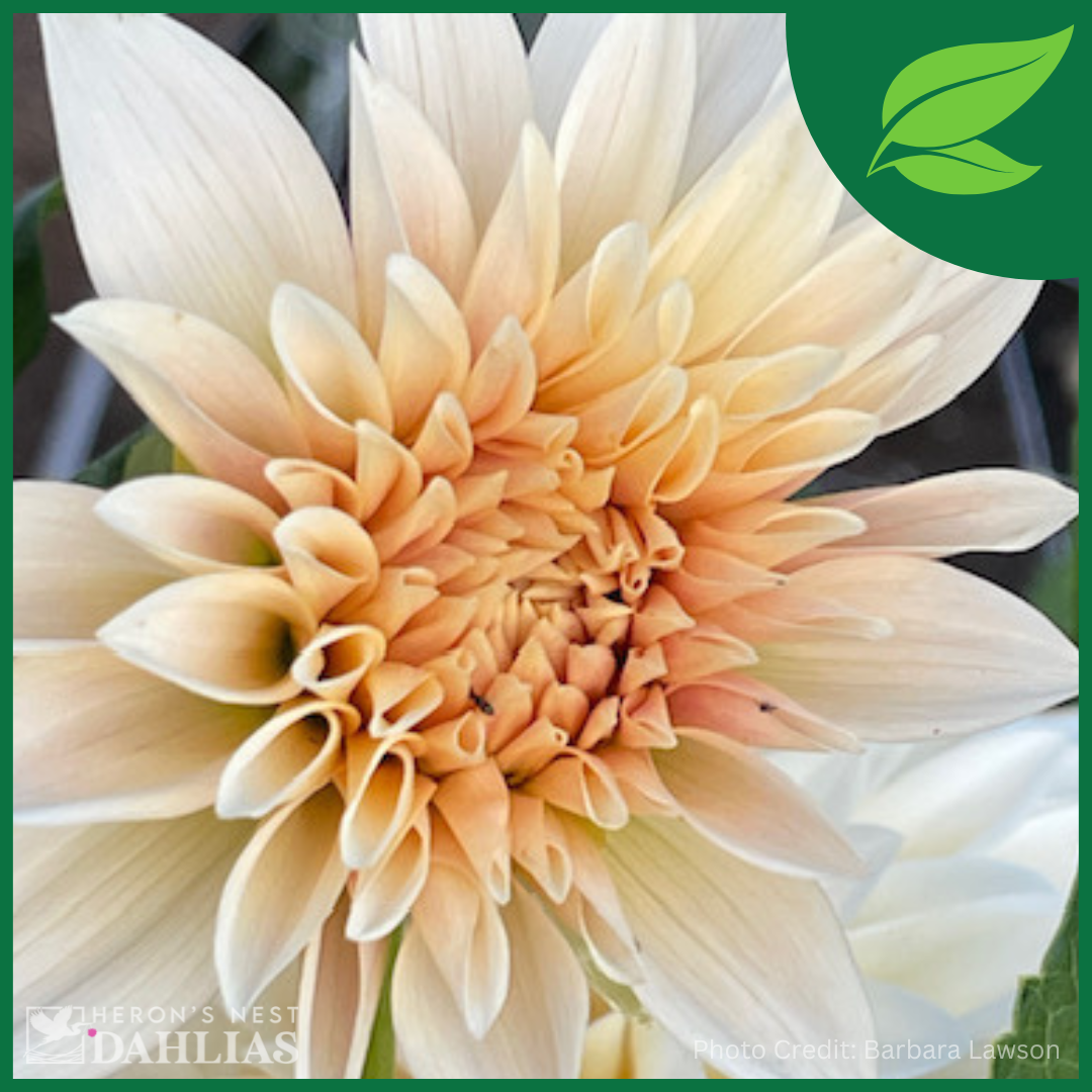 Jolene Dahlia - POT TUBER – Heron's Nest Dahlias