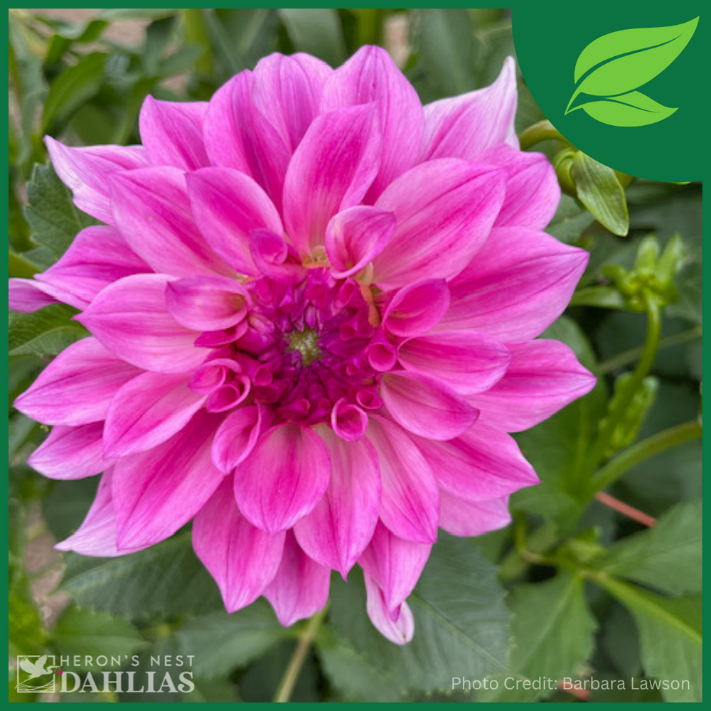 Grandma Karen - POT TUBER