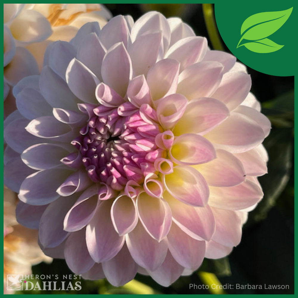 Camano Zoe Dahlia - Rooted Cutting