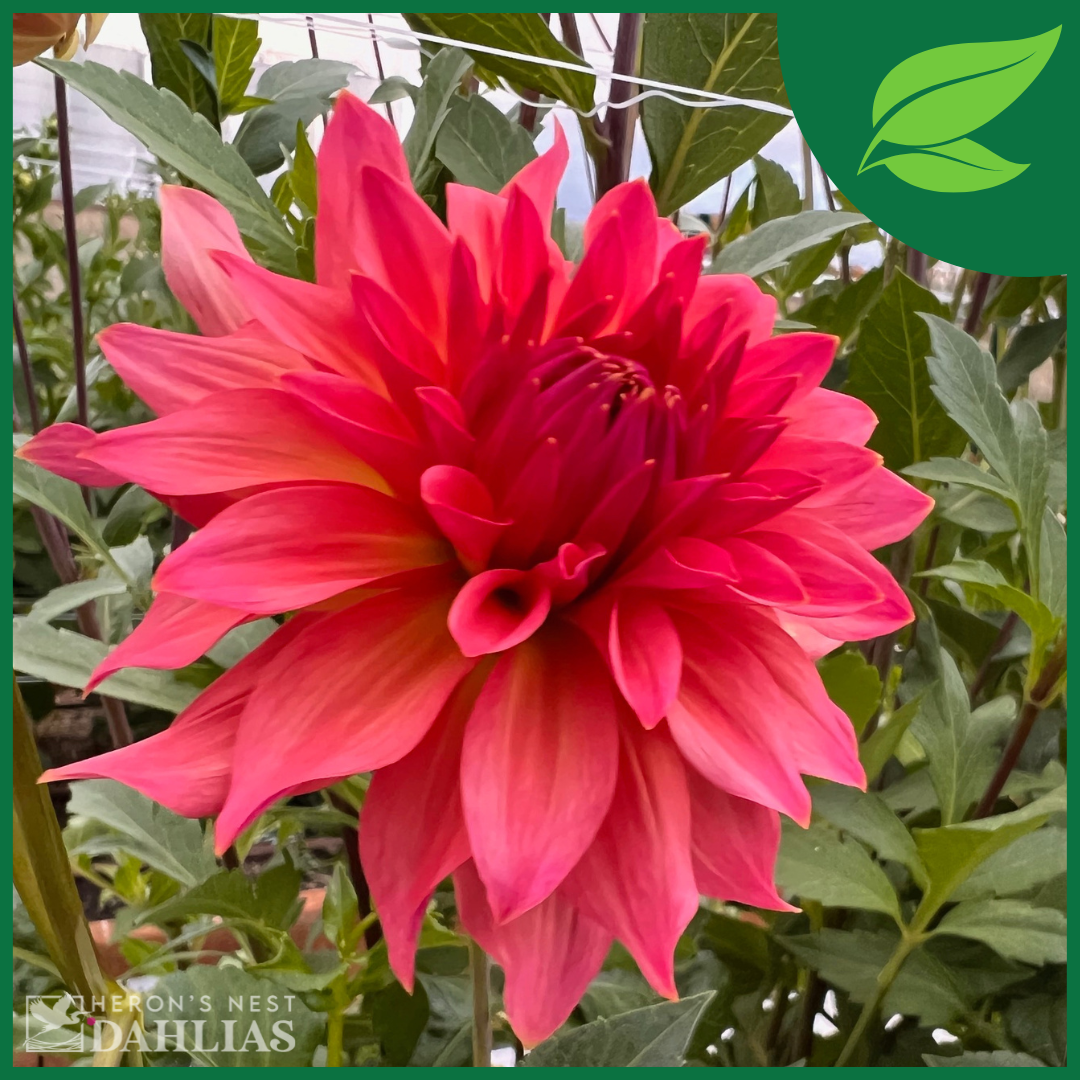 Just Peachy - Rooted Cutting – Heron's Nest Dahlias