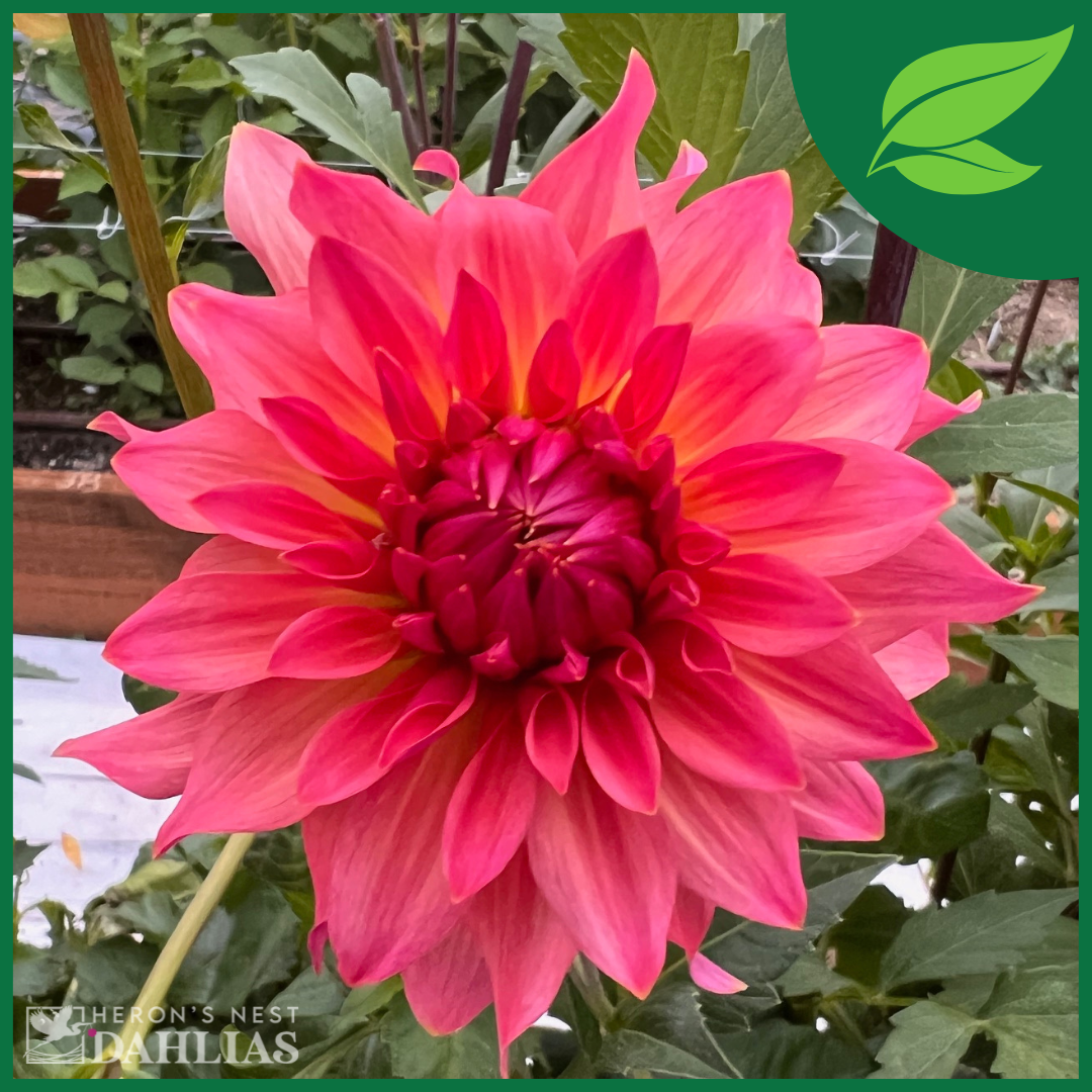 Just Peachy - Rooted Cutting – Heron's Nest Dahlias