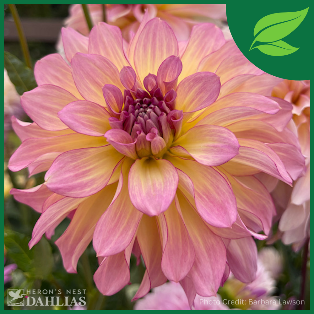 AC Twisp Dahlia - POT TUBER