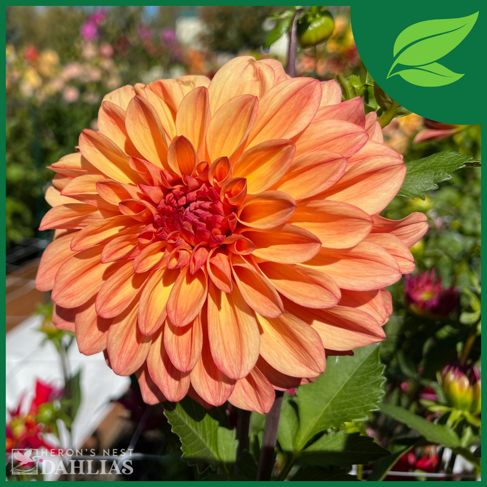 Robann Butterscotch Dahlia - POT TUBER