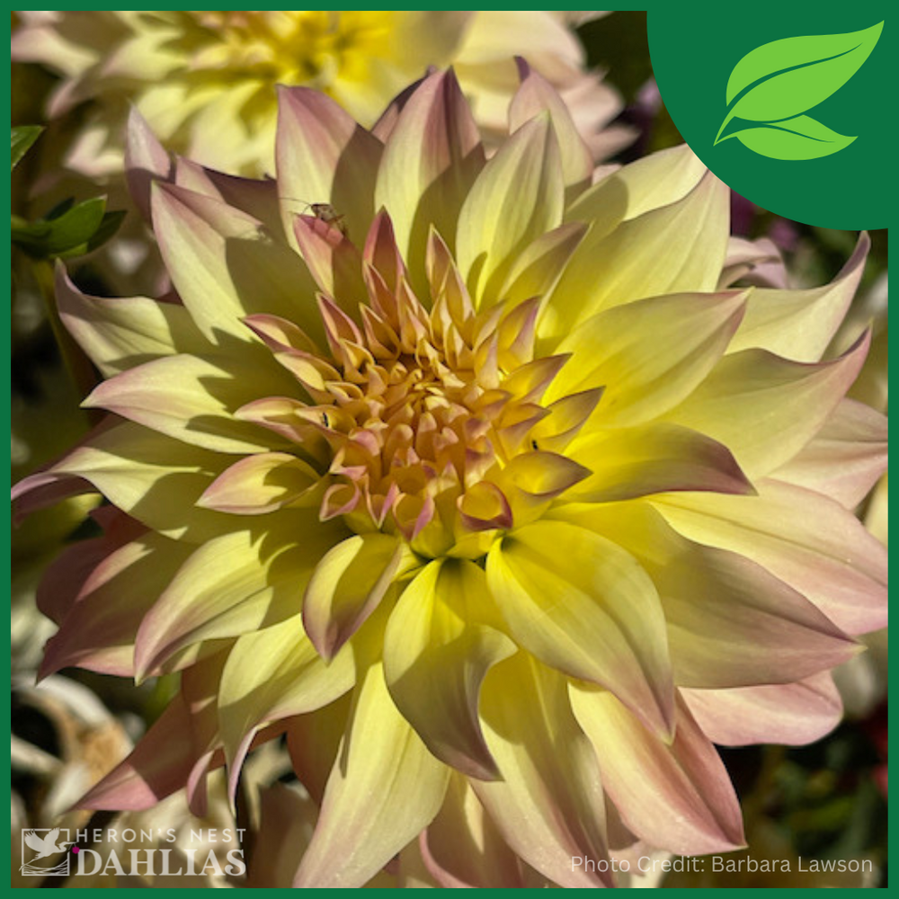 Lakeview Blush Dahlia - POT TUBER – Heron's Nest Dahlias