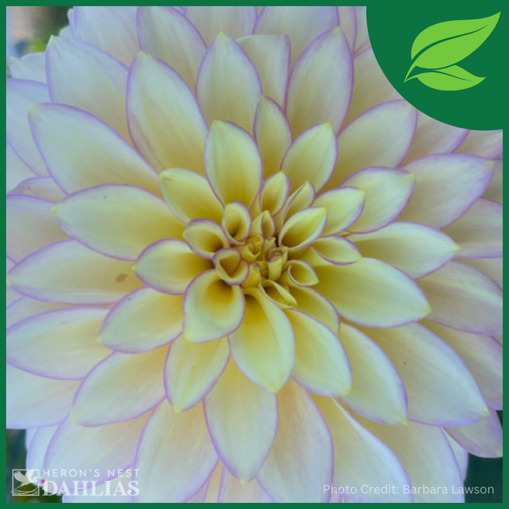 Bloomquist Blush Dahlia - POT TUBER