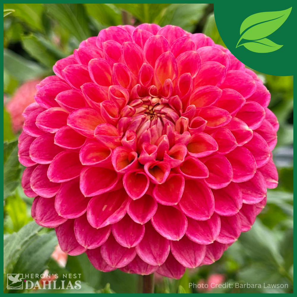 Camano Mordor - POT TUBER