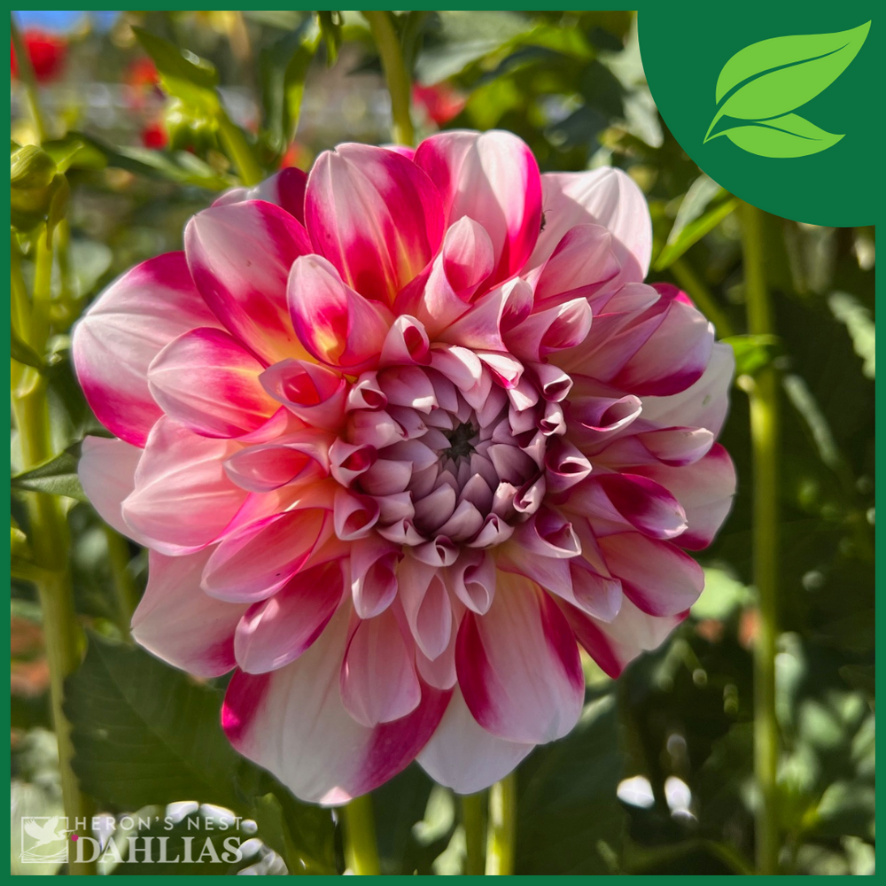 Hawaii Dahlia - Rooted Cutting