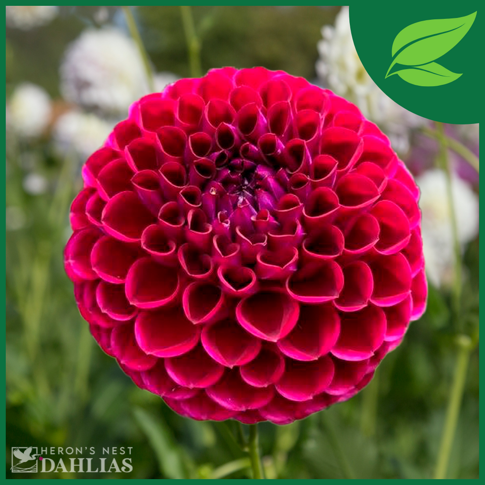 AC Bugsy Dahlia - POT TUBER