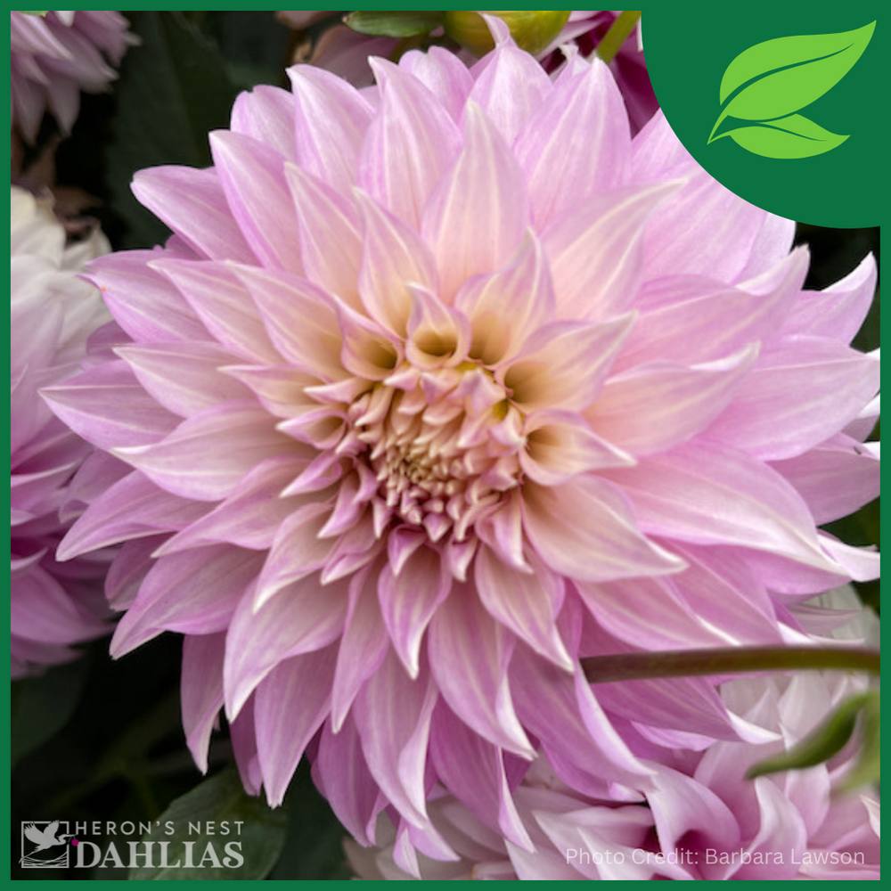 Clearview Lila Dahlia - POT TUBER