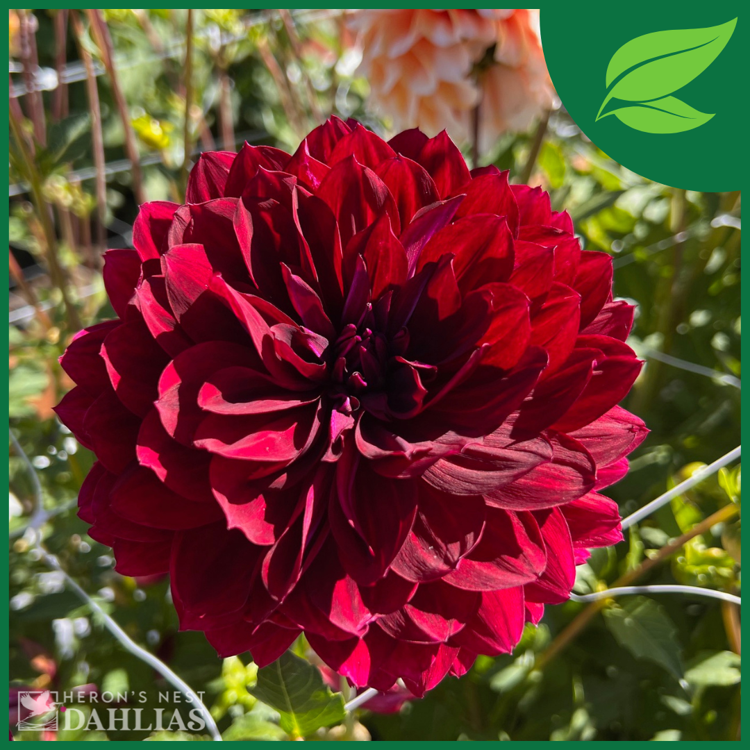 
                  
                    Hollyhill Black Widow - Rooted Cutting
                  
                