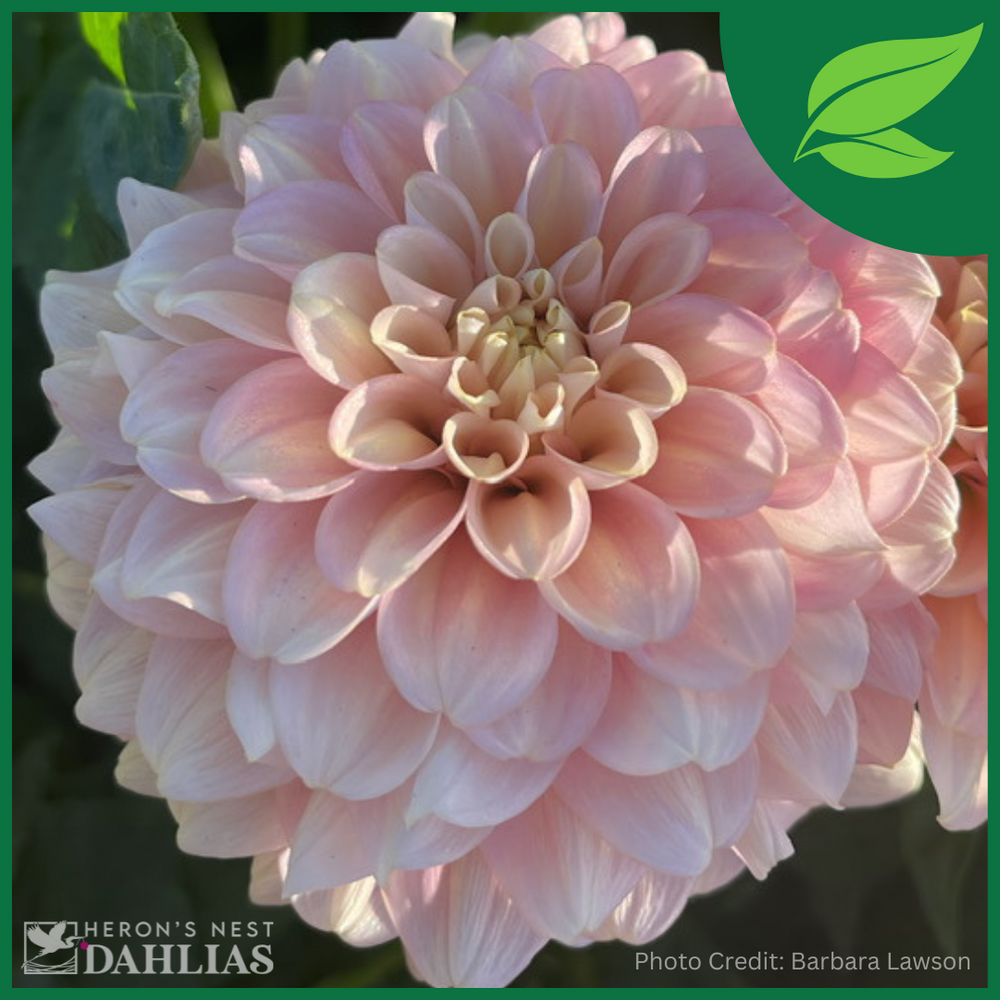 Milena Fleur - POT TUBER