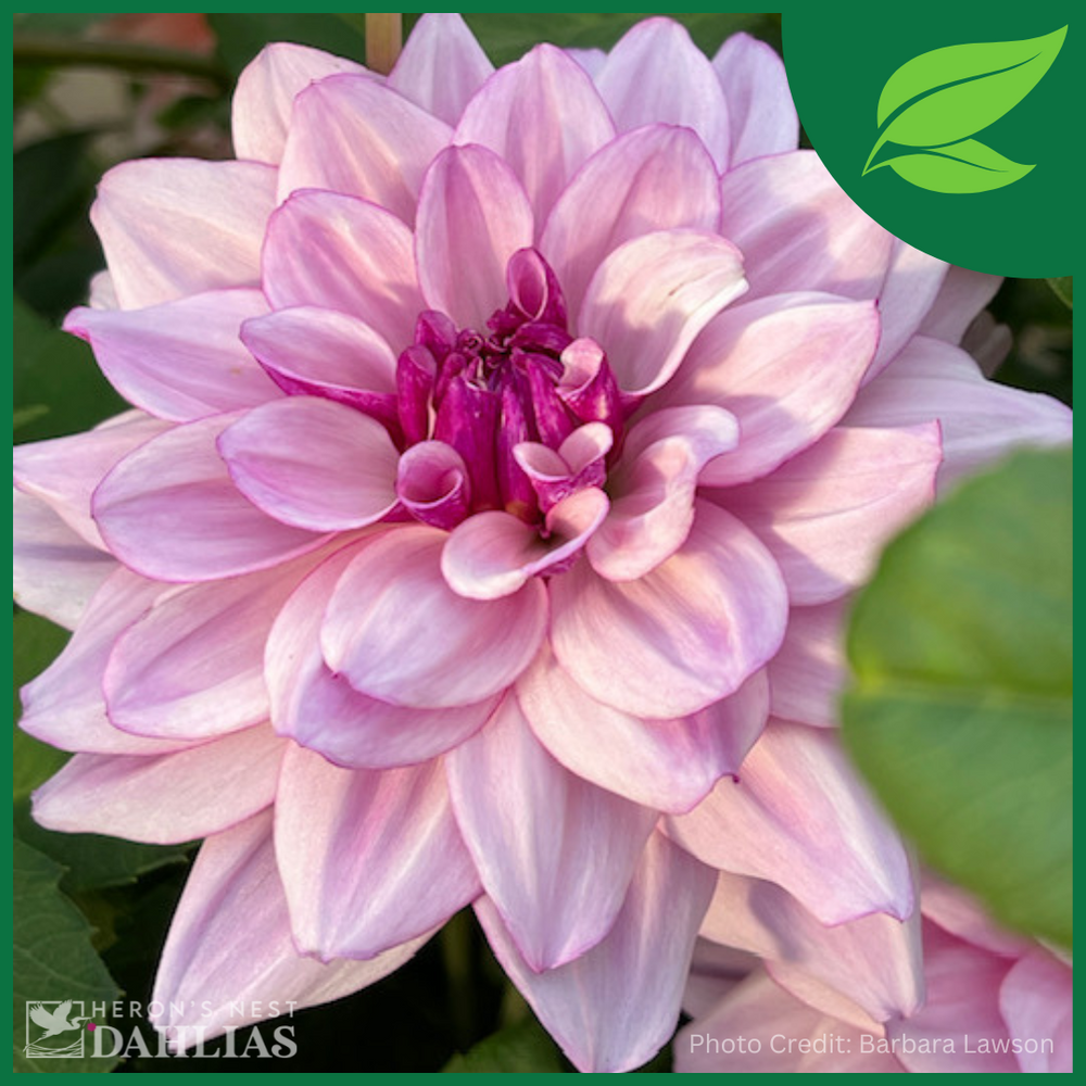 Creme de Cassis Dahlia - POT TUBER