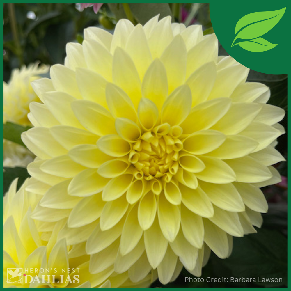 Clearview Del Sol Dahlia - POT TUBER