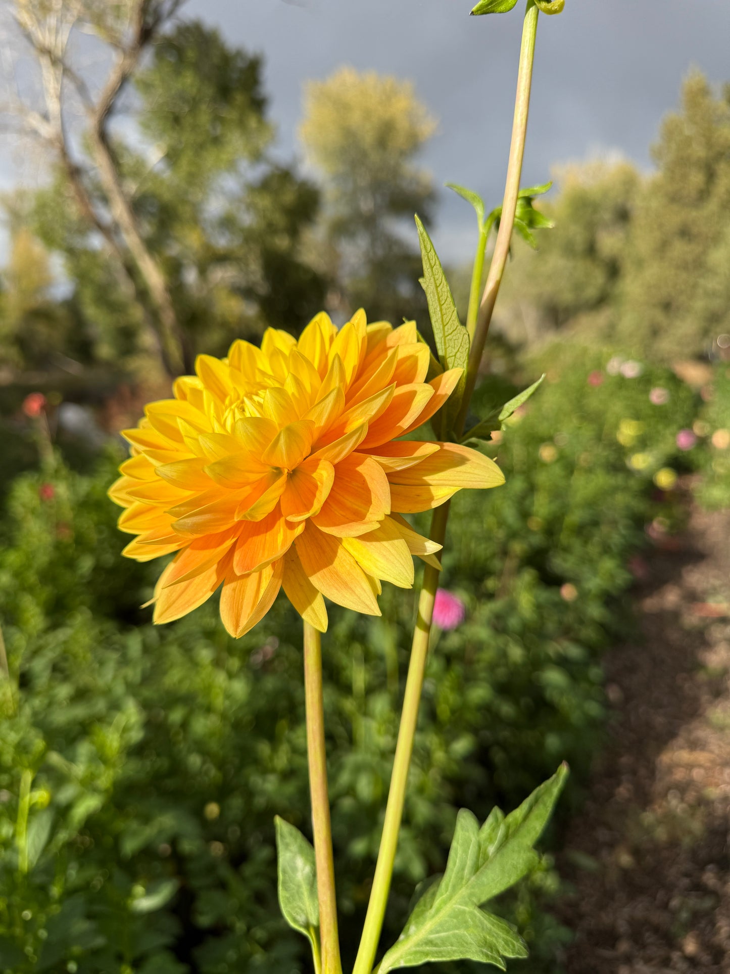 
                  
                    Olivia Mari - Rooted Cutting
                  
                