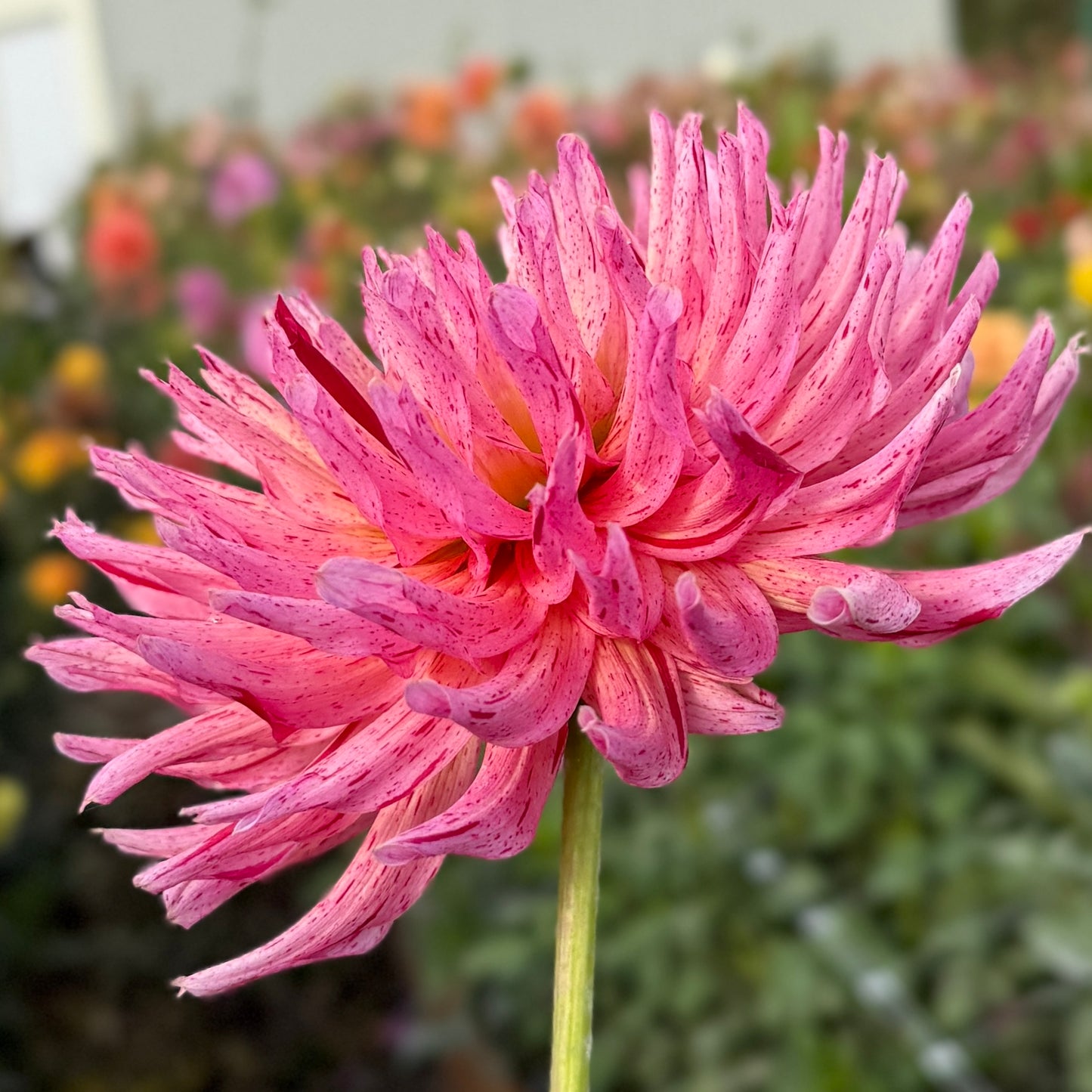 
                  
                    River's Mee-kah - Rooted Cutting
                  
                