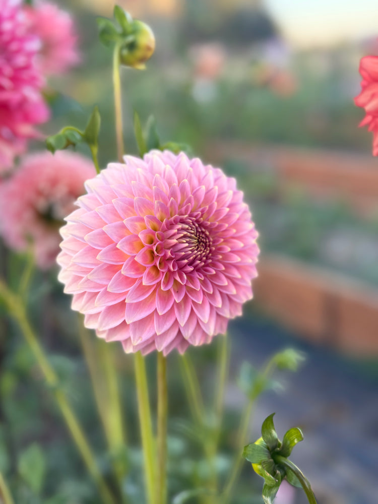 
                  
                    Vista Kestyn Dahlia - Rooted Cutting
                  
                