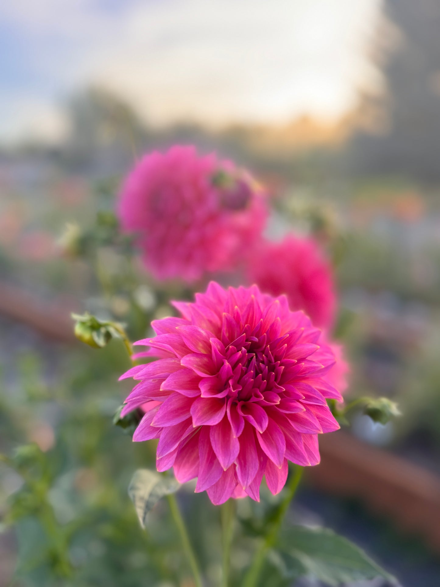 
                  
                    Wyoming Wedding Dahlia - Rooted Cutting
                  
                