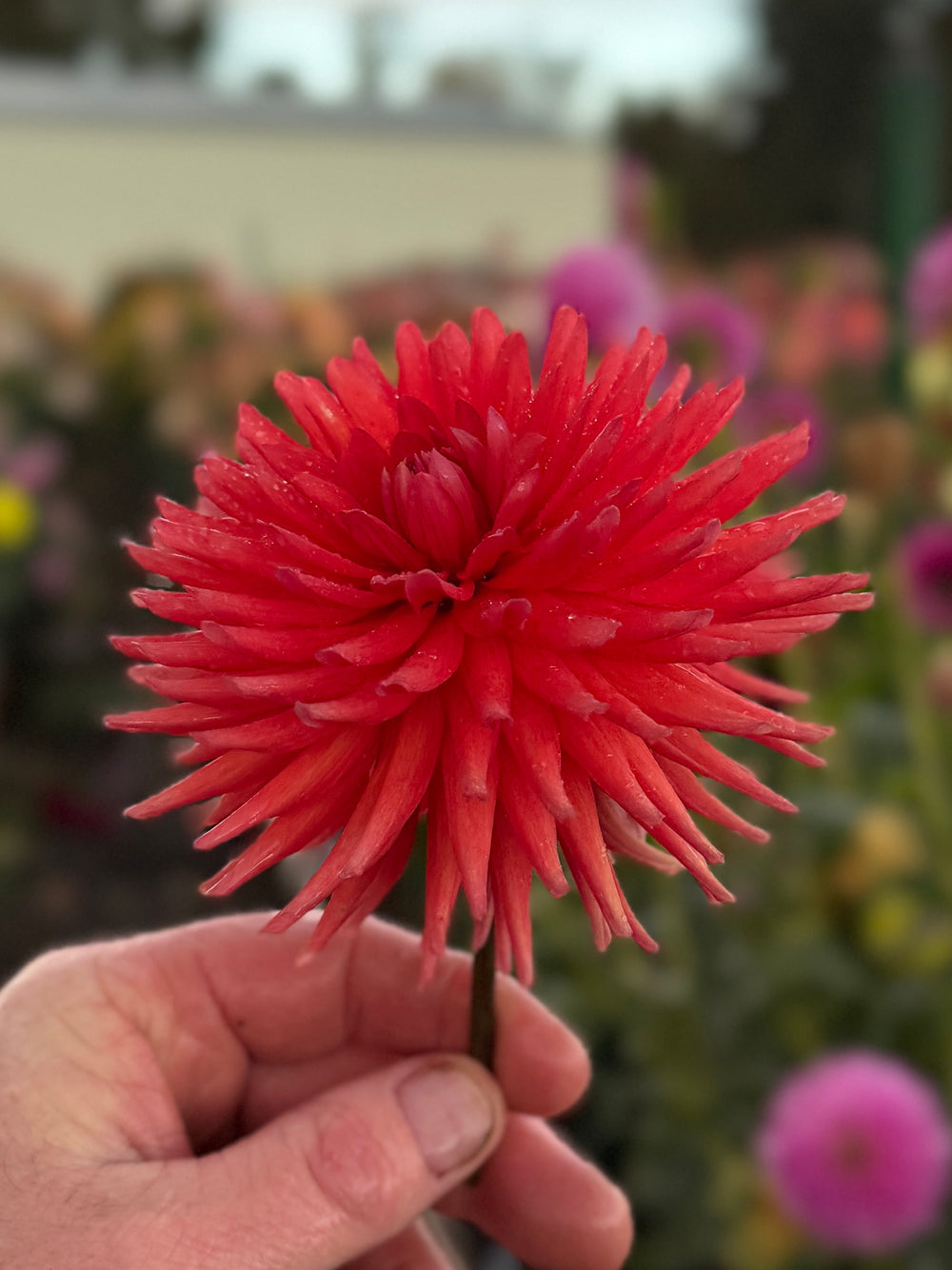 River's Neon Jack - POT TUBER