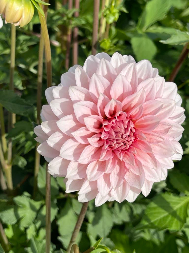 RM Baby Girl Dahlia - Rooted Cutting