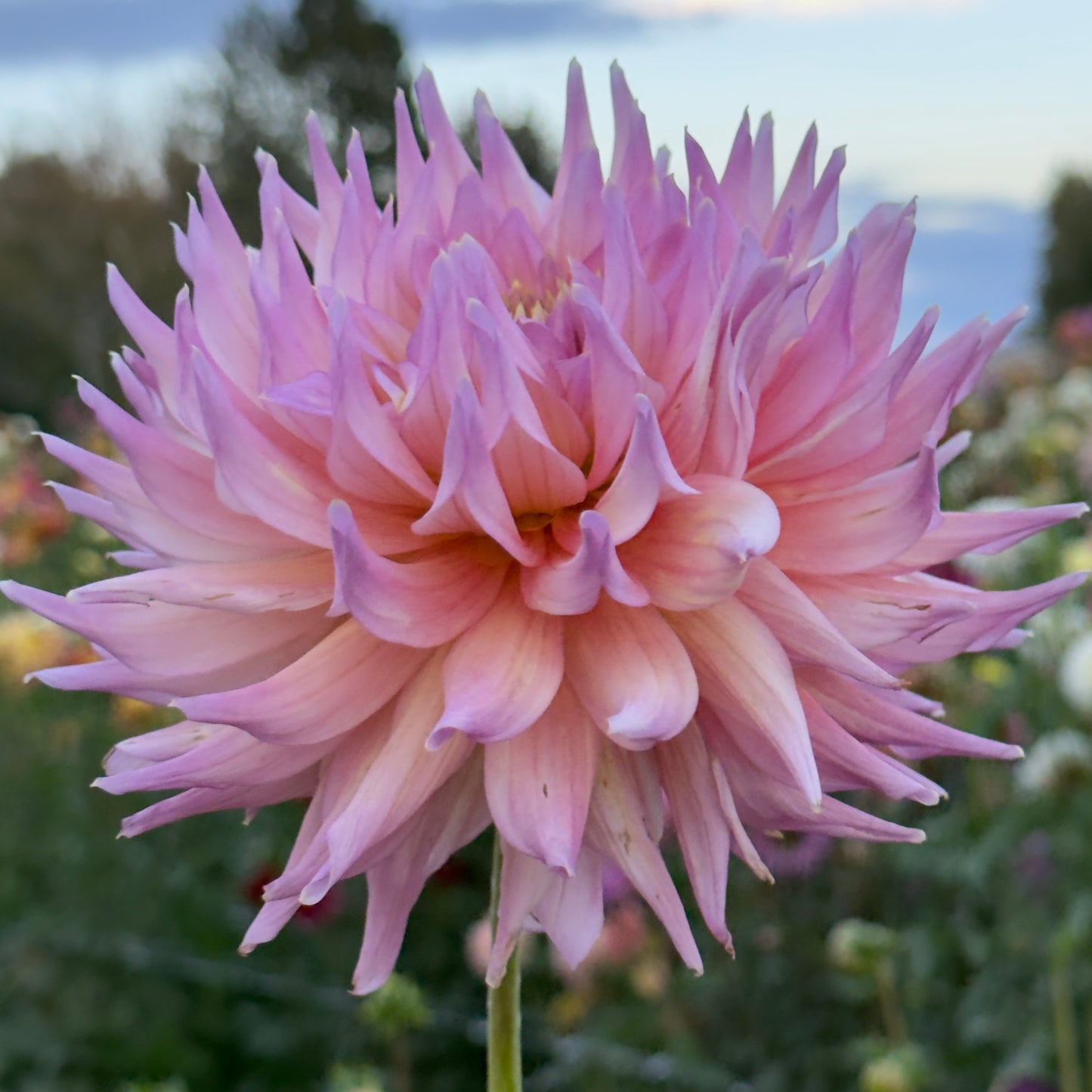 
                  
                    Clearview Palser - Tuber
                  
                