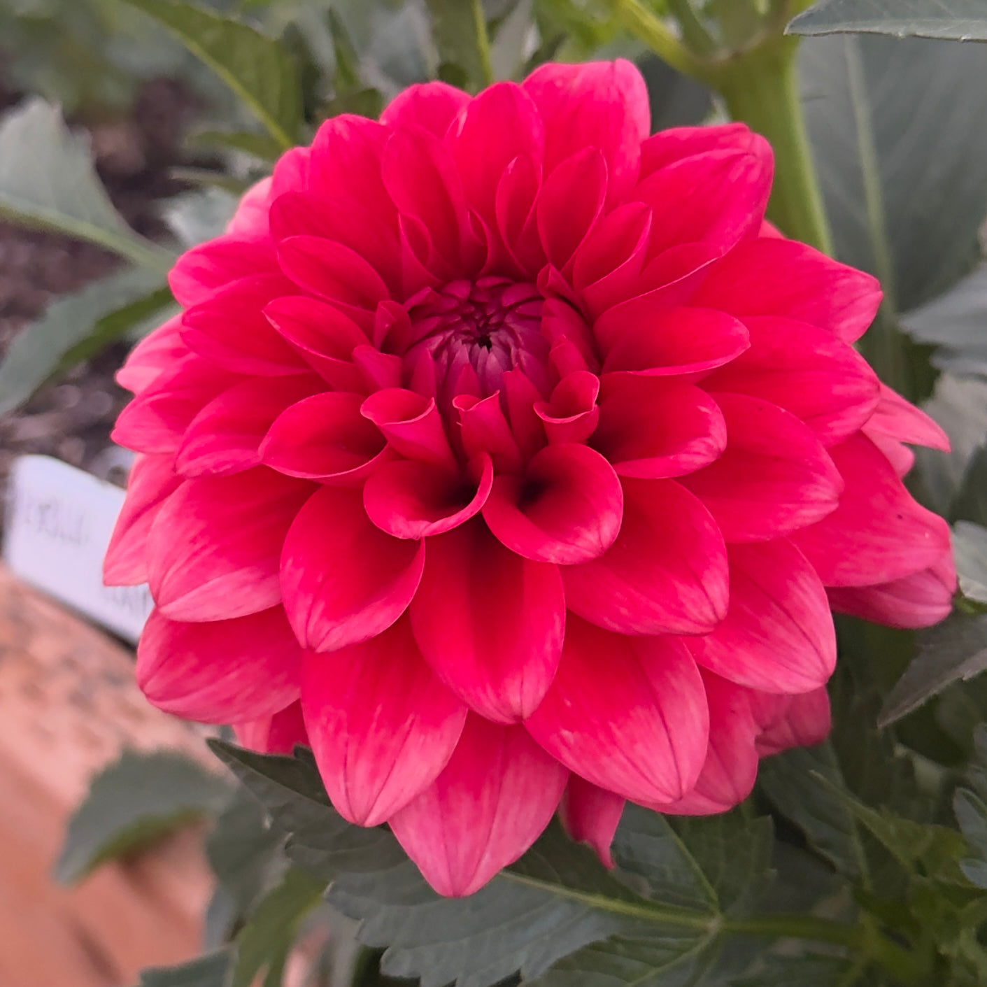 
                  
                    Bella Raimi - Rooted Cutting
                  
                