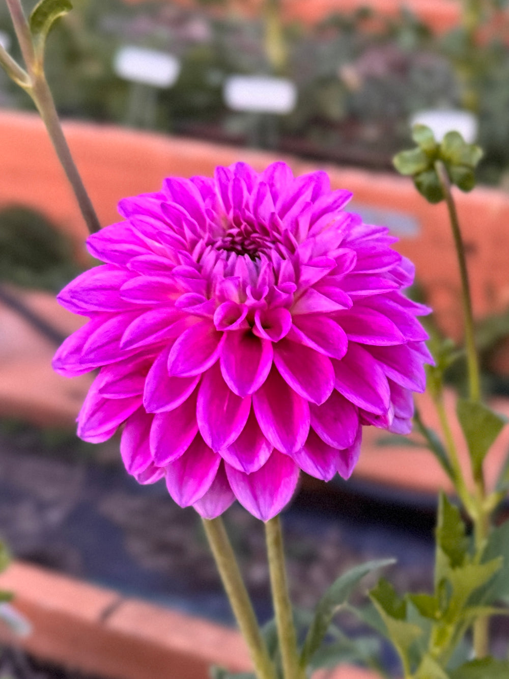 Bloomquist Tassel Dahlia - Rooted Cutting