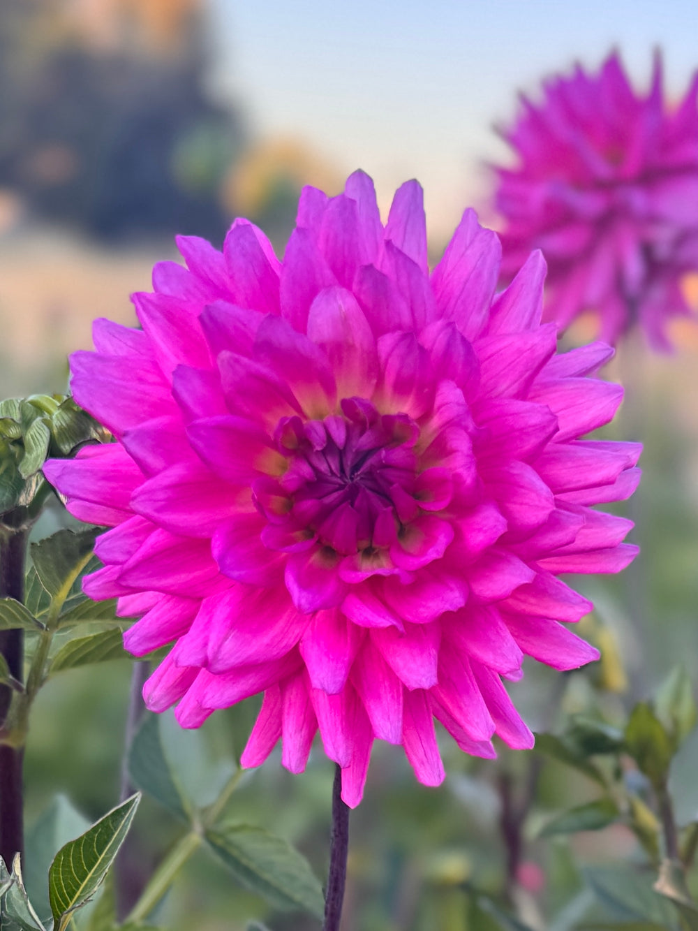 Parkland Rave Dahlia - Rooted Cutting