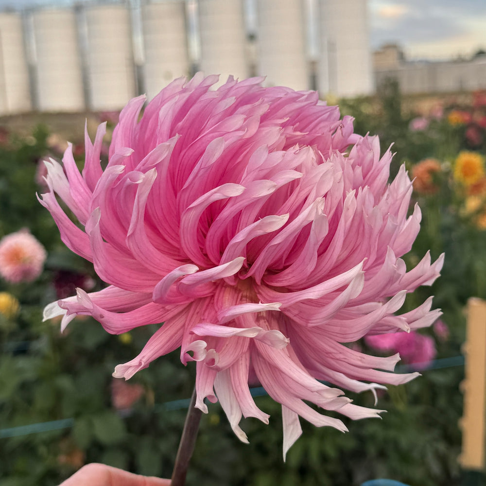 Hollyhill Cotton Candy- POT TUBER