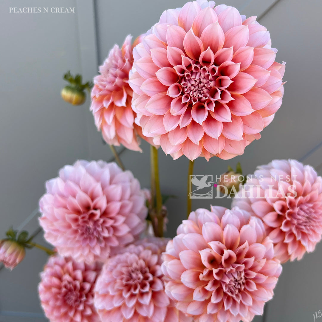 
                  
                    Peaches-N-Cream - Rooted Cutting
                  
                