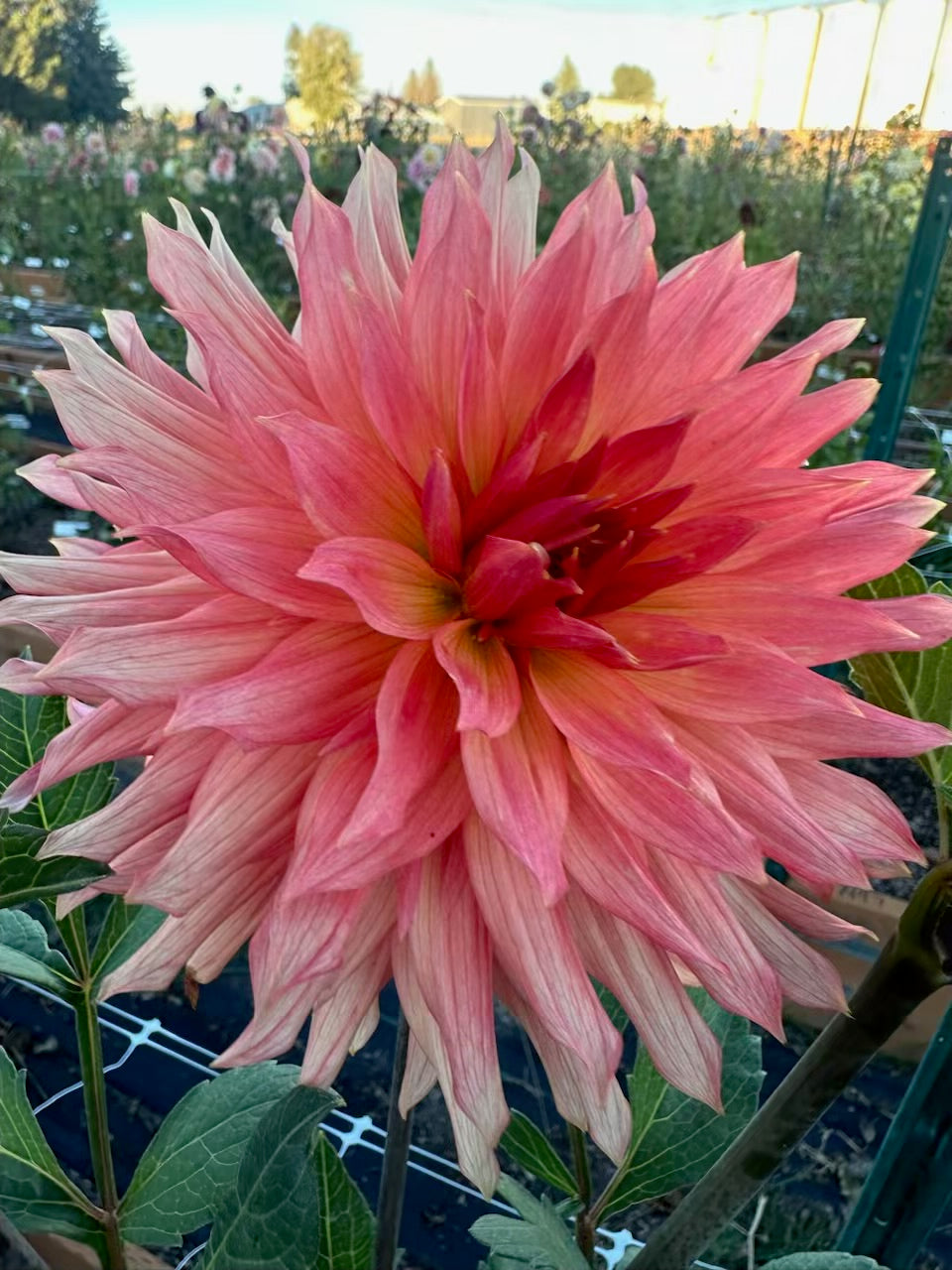 Bloomquist Peach Sorbet Dahlia - Rooted Cutting