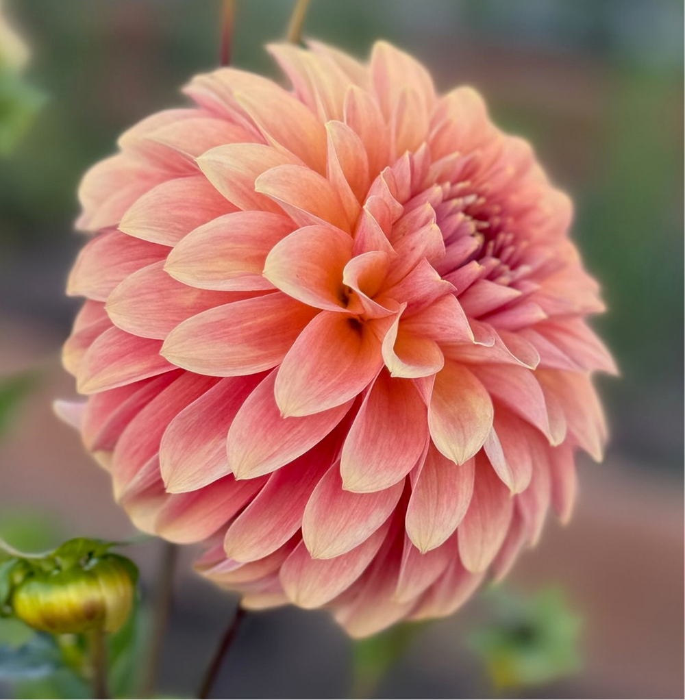 Clearview Pataha Dahlia - Rooted Cutting