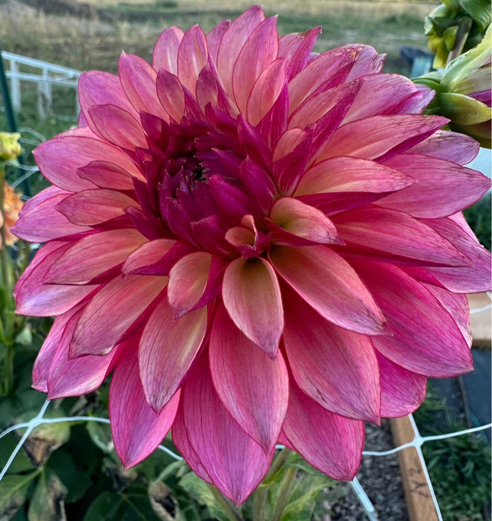 Stillwater Becky Dahlia - Rooted Cutting