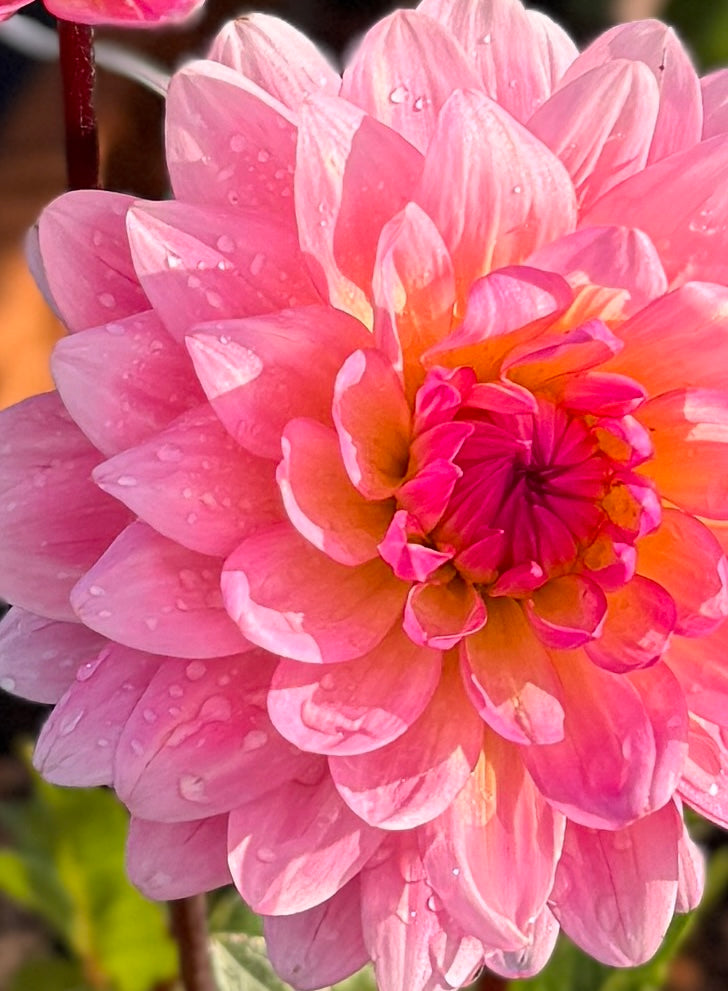 
                  
                    Ruthie G Dahlia - Rooted Cutting
                  
                