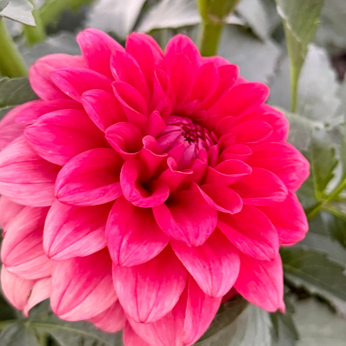 
                  
                    Bella Raimi - Rooted Cutting
                  
                