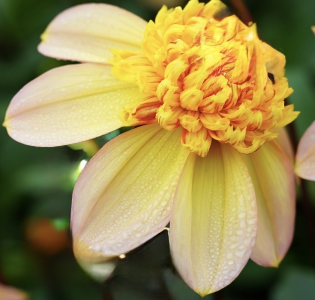 Bloomquist Golden - POT TUBER