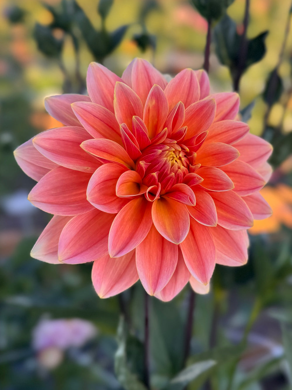 Apricot Desire Dahlia - Rooted Cutting