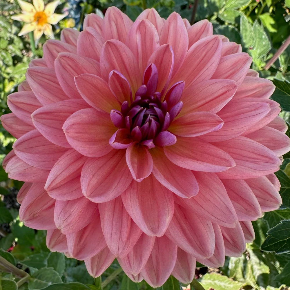 Dutch Pearl Dahlia - Rooted Cutting