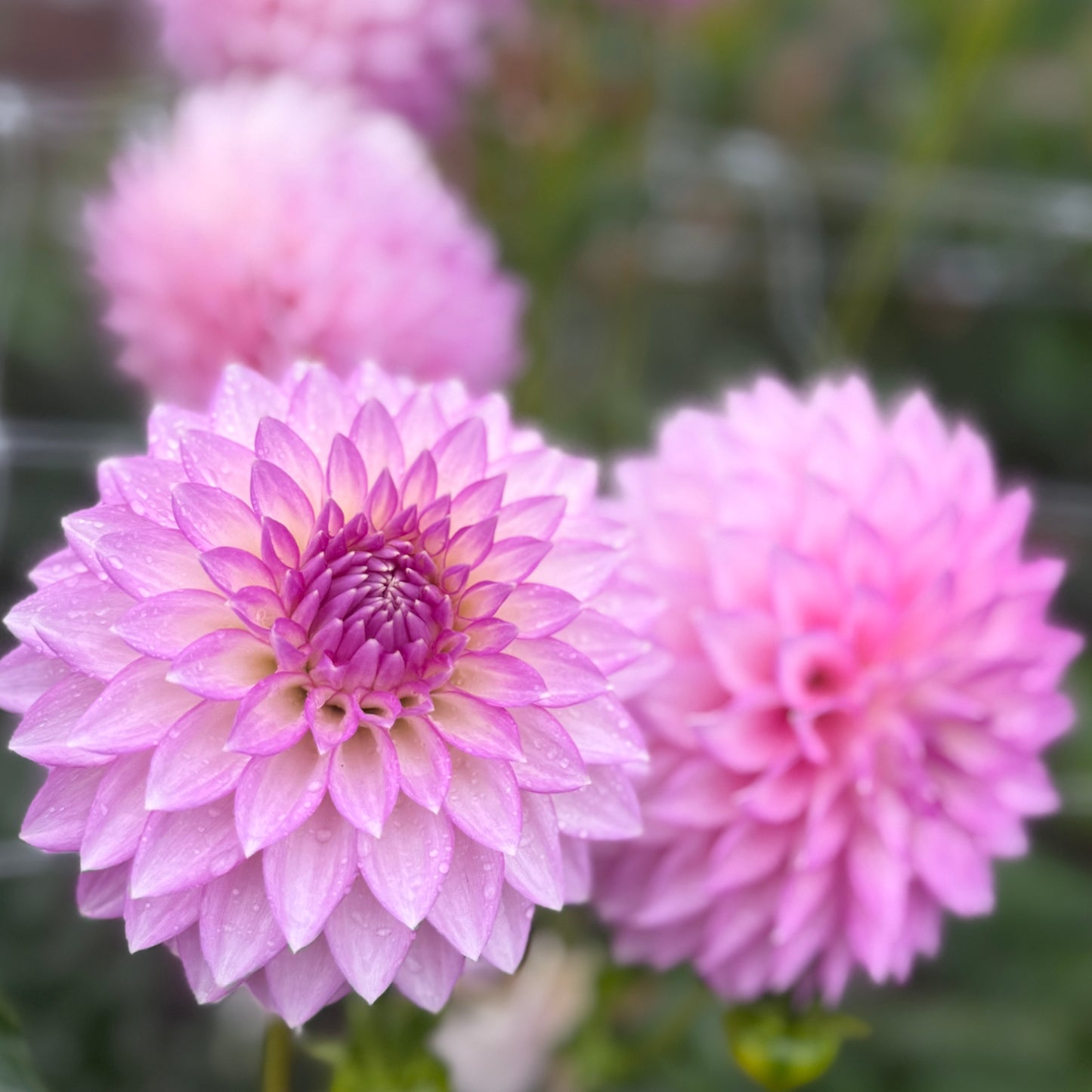 
                  
                    Clearview David - Tuber
                  
                