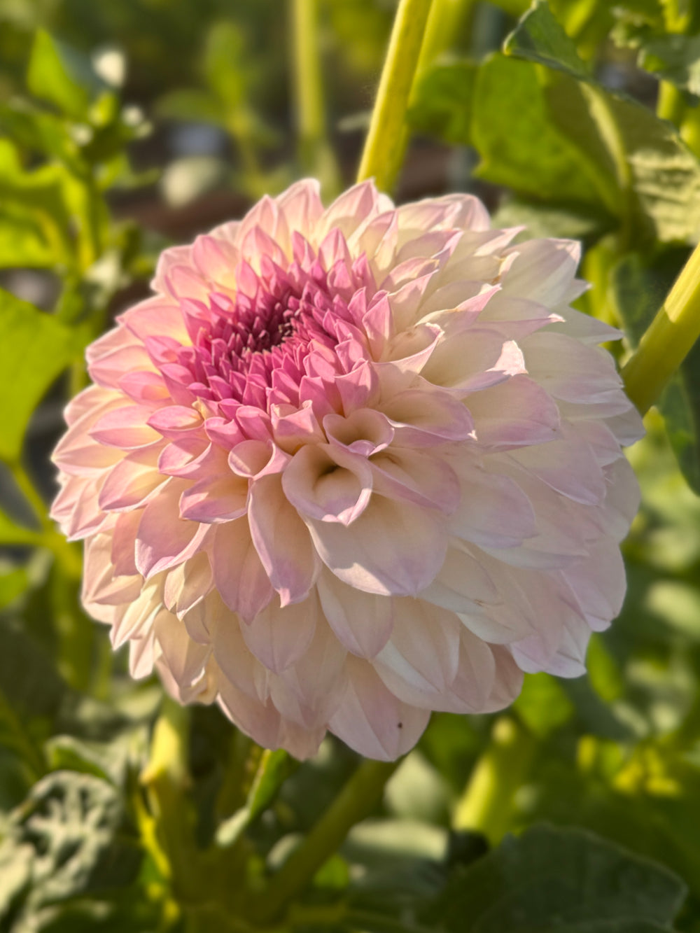 Abbie Dahlia - Rooted Cutting