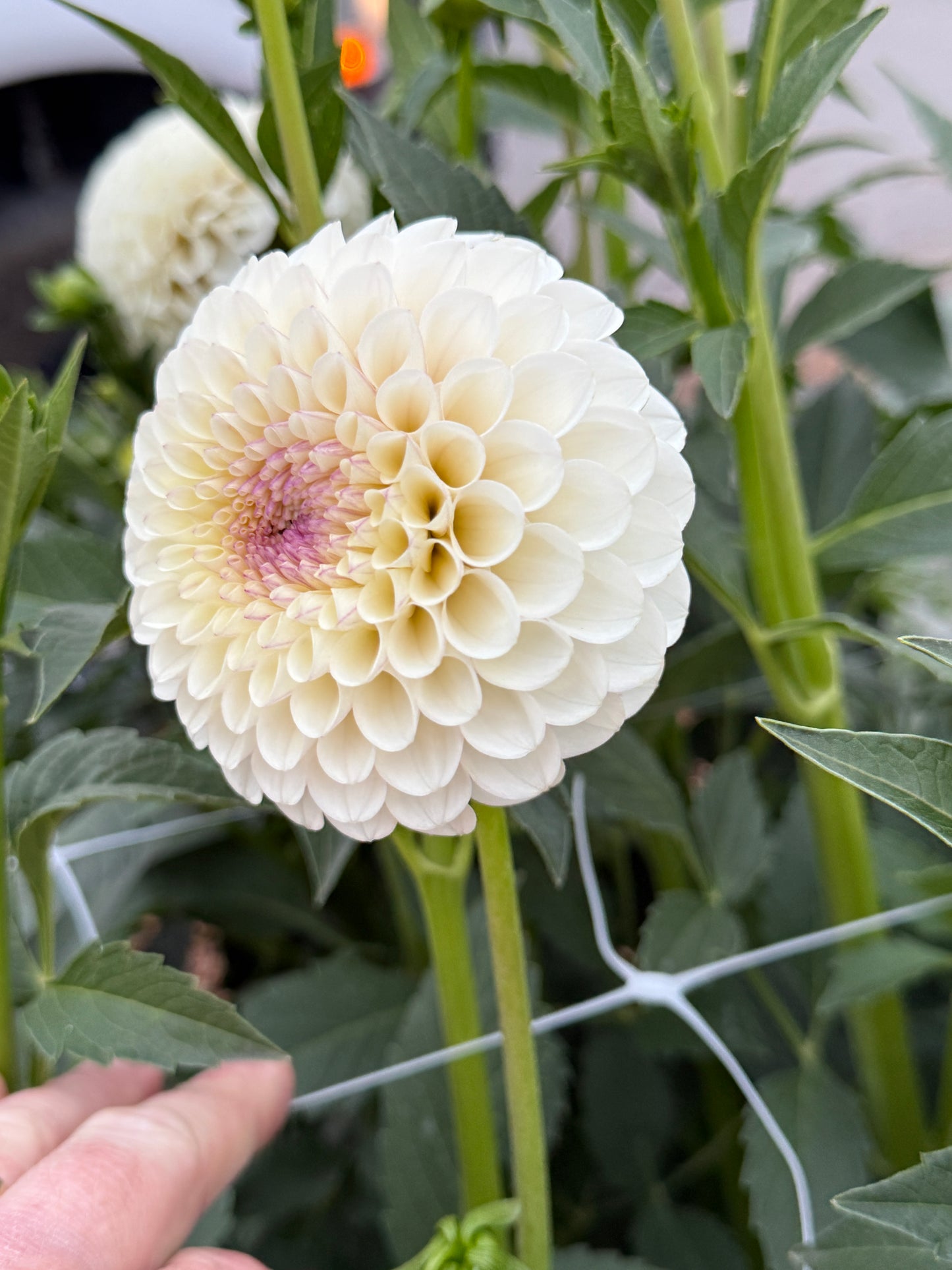 
                  
                    20th Ave Tradition - Tuber
                  
                