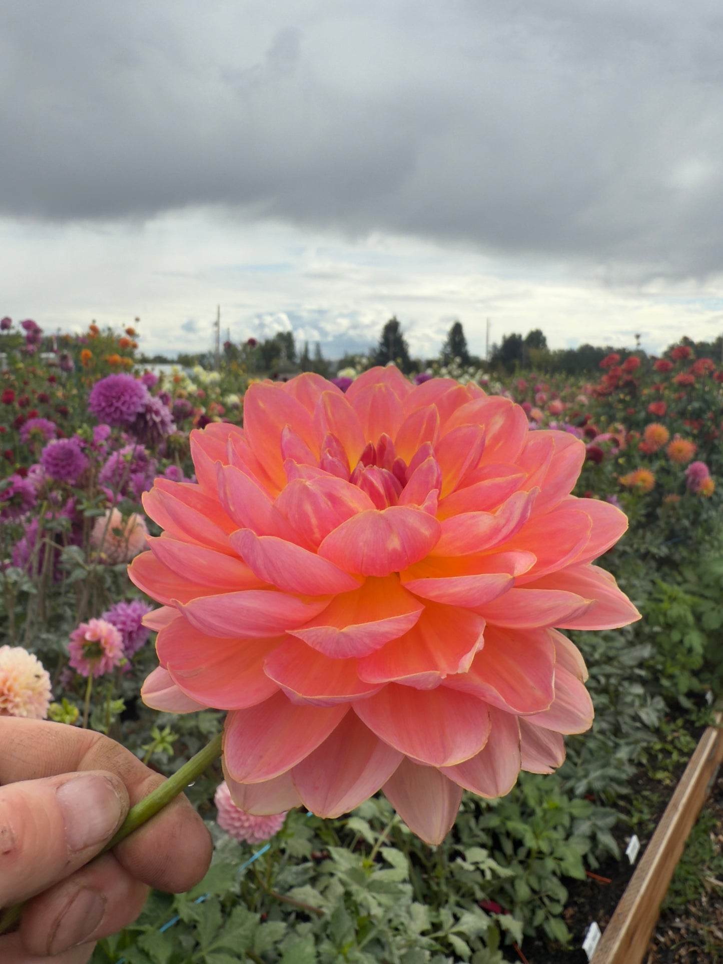 
                  
                    Carolyn Wagner - Tuber
                  
                