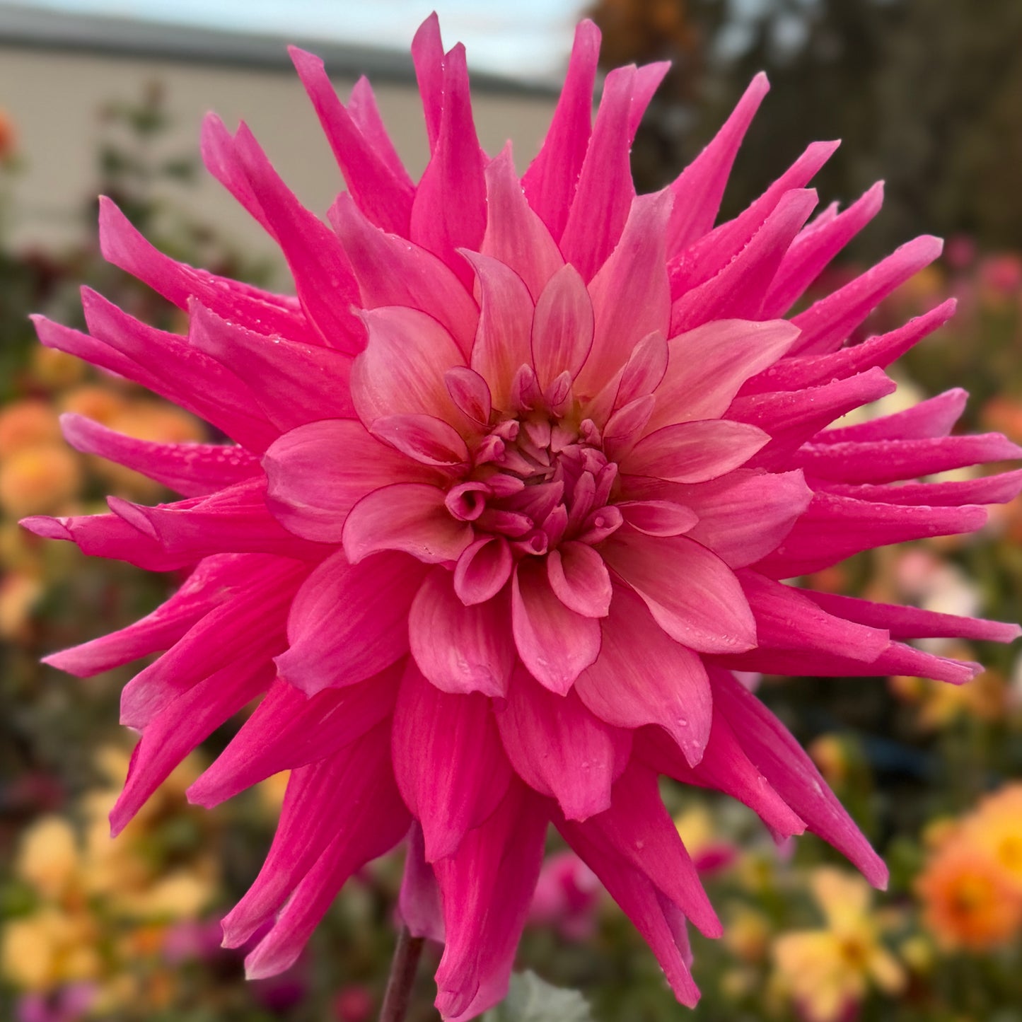 
                  
                    AC F&P - Rooted Cutting
                  
                