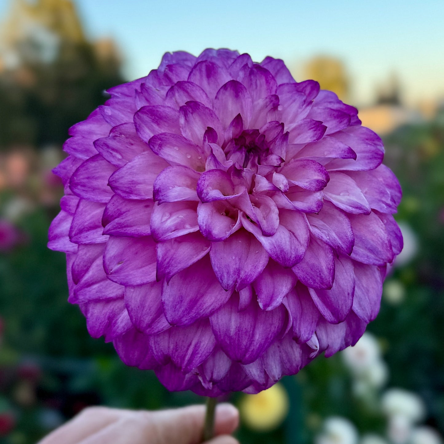 
                  
                    Sidehill Paulette - Rooted Cutting
                  
                
