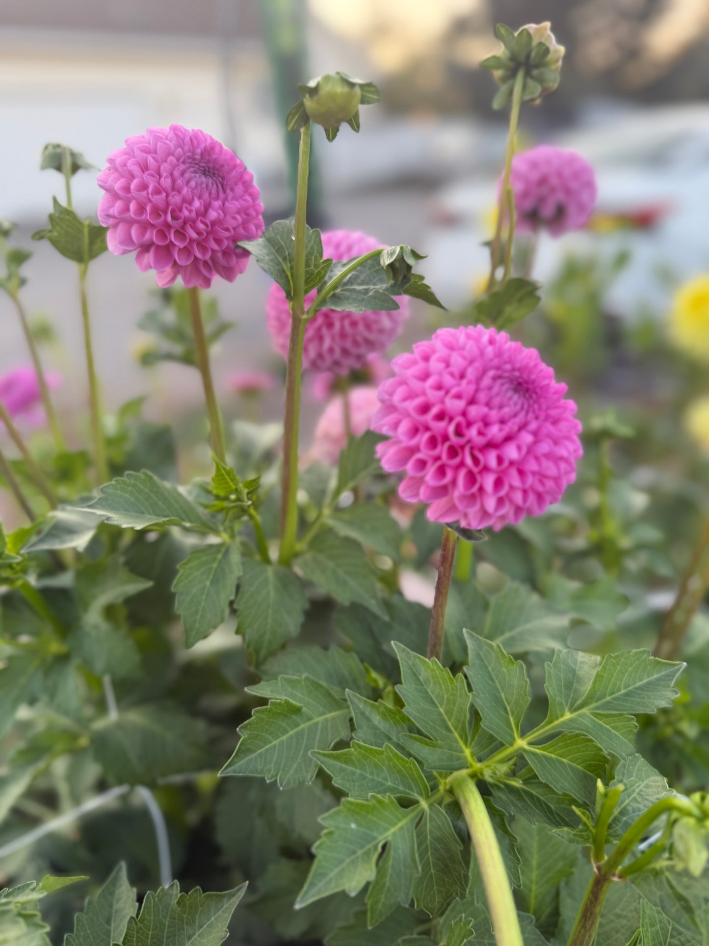 
                  
                    Camano Love - POT TUBER
                  
                