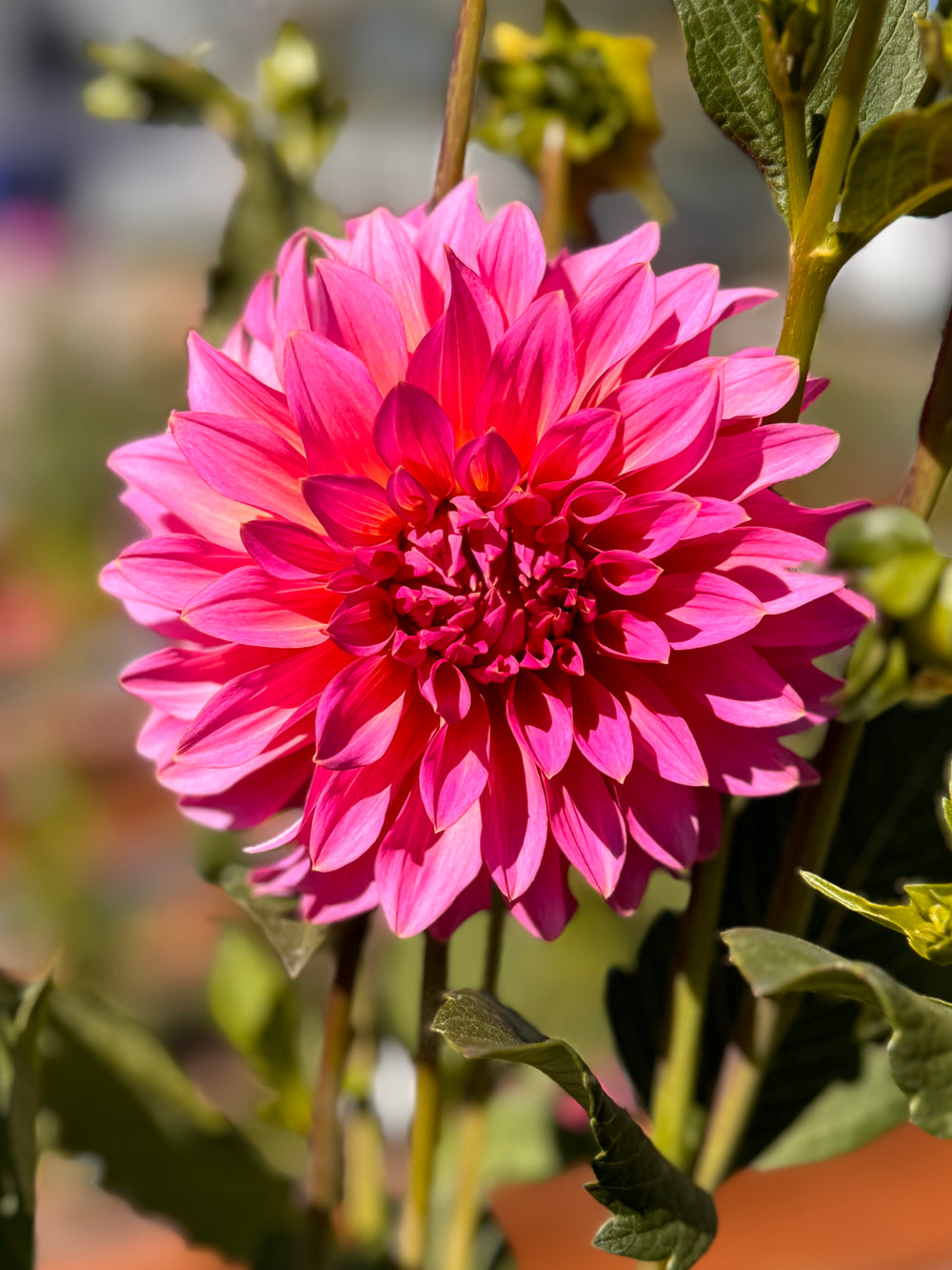 Wyoming Wedding Dahlia - Rooted Cutting