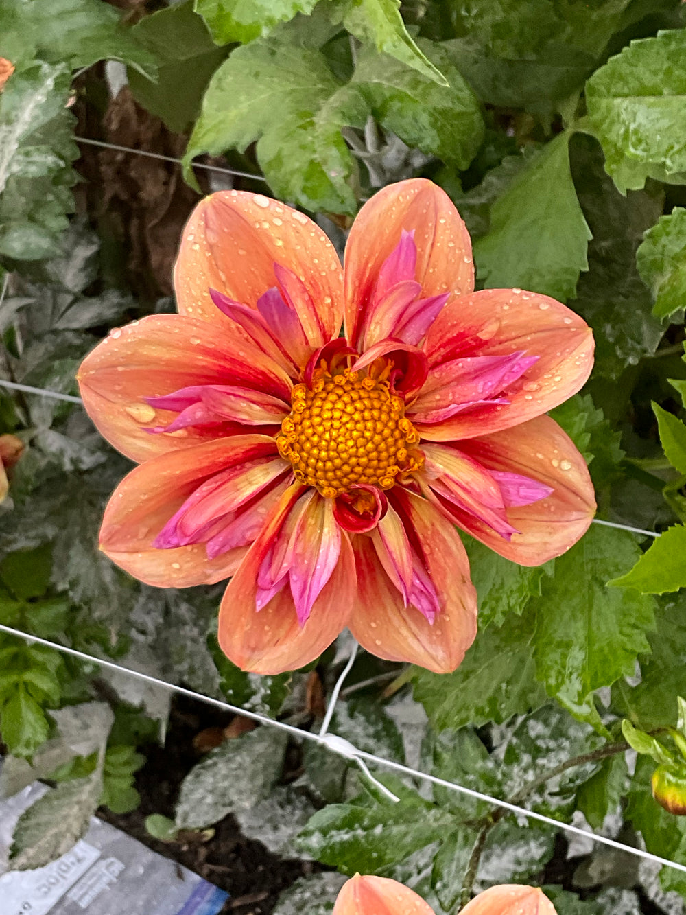 Orange Hype Dahlia - Mini Clump