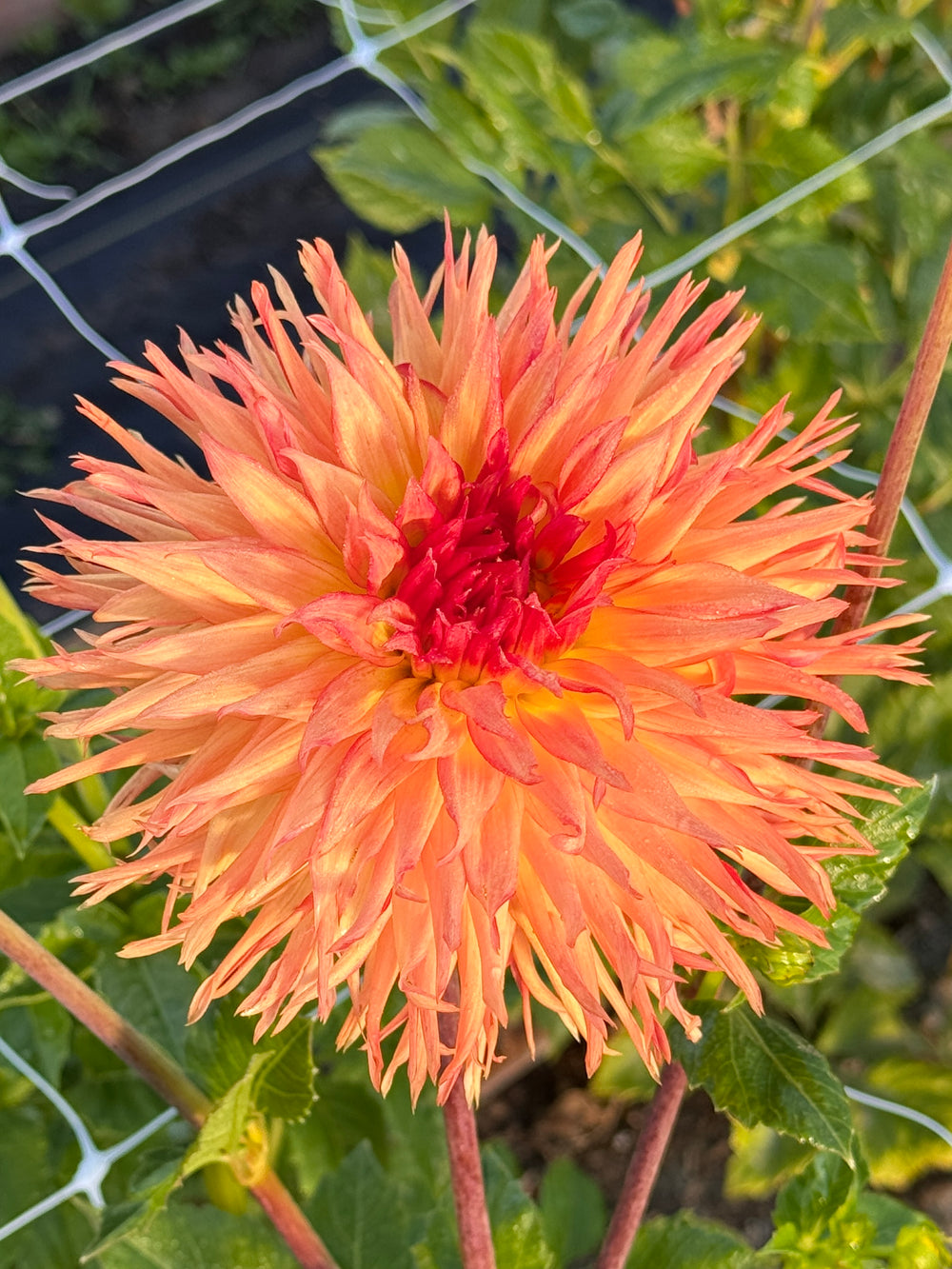 Bloomquist Burst Dahlia - POT TUBER